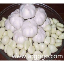 Neue Ernte Gute Qualität Chinese Peeled Garlic